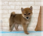 Small Photo #7 Shiba Inu Puppy For Sale in HOUSTON, TX, USA
