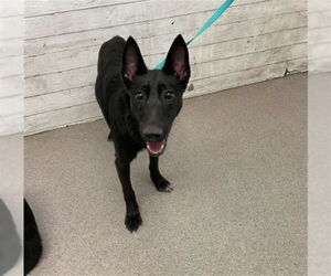 Mutt Dogs for adoption in San Bernardino, CA, USA