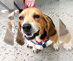 Small #3 Beagle
