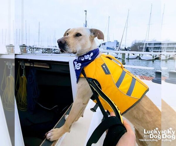 Medium Photo #6 Labrador Retriever-Retriever  Mix Puppy For Sale in Washington, DC, USA