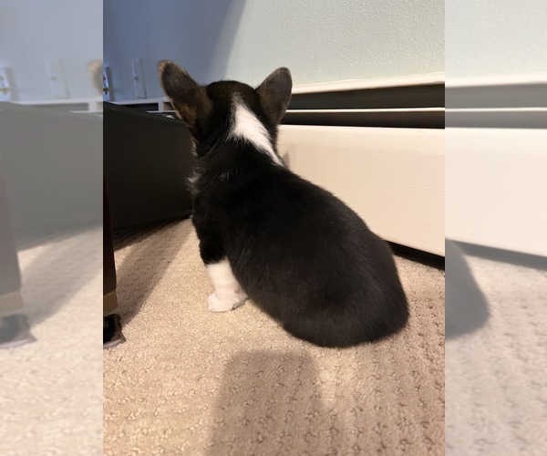 Medium Photo #5 Pembroke Welsh Corgi Puppy For Sale in ROCKFORD, IL, USA