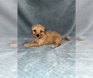 Medium Cavapoo mix (+ Poodle Miniature)
