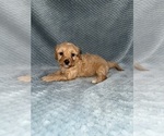 Puppy Puppy 2 Cavapoo mix (+ Poodle Miniature)