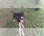 Small American Pit Bull Terrier Mix