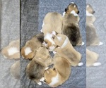 Small Photo #11 Pembroke Welsh Corgi Puppy For Sale in ELLINGTON, CT, USA