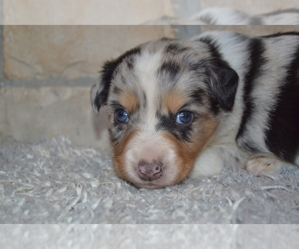 Medium Photo #9 Australian Shepherd Puppy For Sale in DIXON, MO, USA