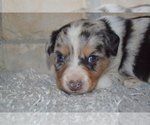 Small Photo #9 Australian Shepherd Puppy For Sale in DIXON, MO, USA