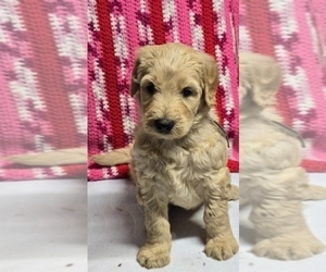 Goldendoodle Puppy for sale in BATTLE GROUND, WA, USA