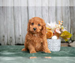 Puppy Mindy Cavapoo