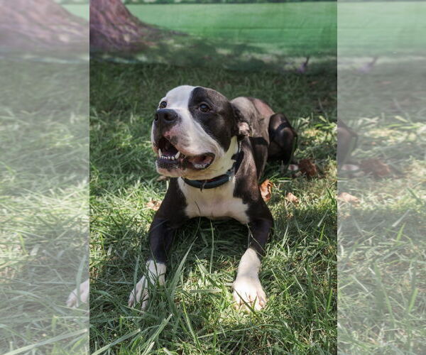 Medium Photo #7 American Bulldog Puppy For Sale in Mooresville, NC, USA
