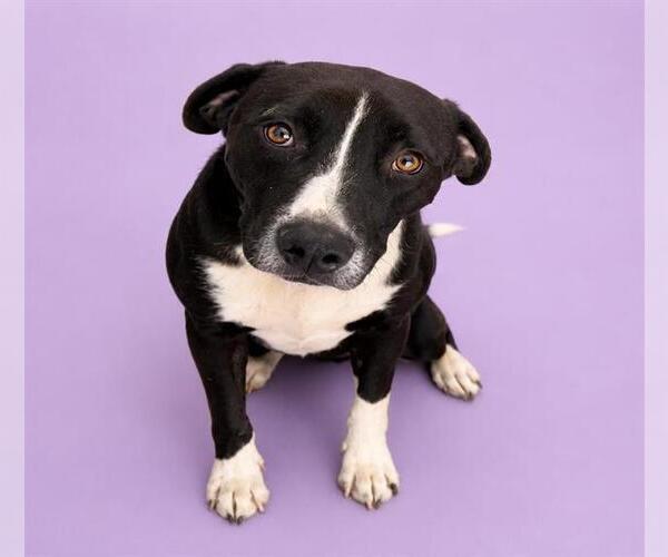 Medium Photo #2 Mutt Puppy For Sale in HESPERIA, CA, USA
