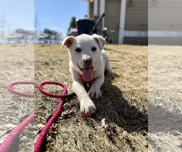 Medium Photo #2 Mutt Puppy For Sale in Cottage Grove, MN, USA