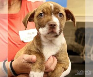 Gray - Female Retriever -Unknown Mix Dog for Adoption