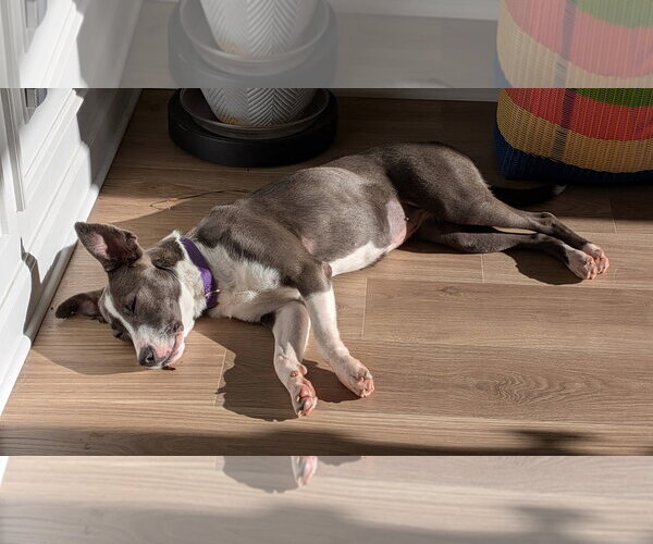 Medium Photo #2 Mutt Puppy For Sale in Raleigh, NC, USA