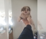 Small Photo #11 Aussiedoodle Puppy For Sale in SPENCER, TN, USA