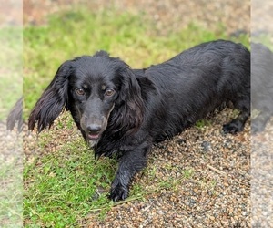 Mother of the Dachshund puppies born on 04/29/2026