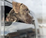 Small #15 Labrador Retriever Mix