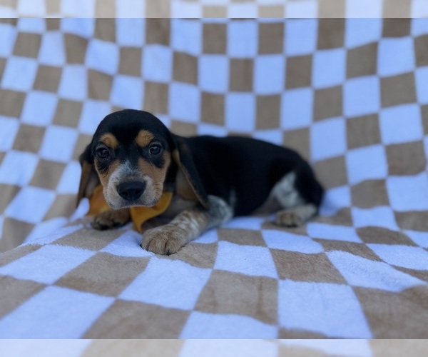 Medium Photo #6 Beagle Puppy For Sale in LAKELAND, FL, USA