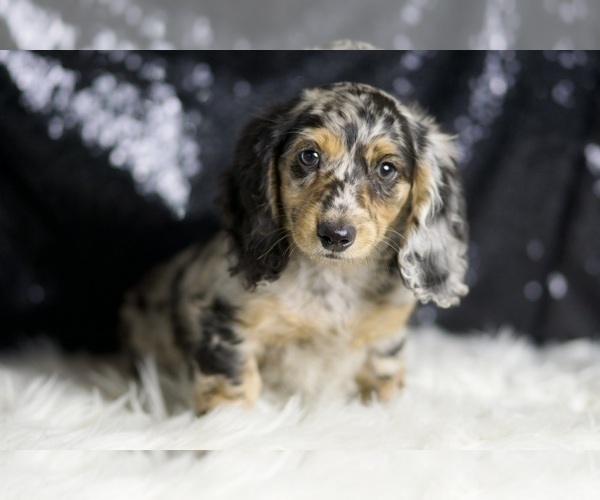 Medium Photo #96 Dachshund Puppy For Sale in WARSAW, IN, USA