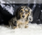 Small #4 Dachshund