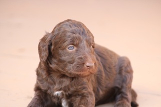 Aussiedoodle-Poodle (Standard) Mix Puppy for sale in GREENSBORO, NC, USA