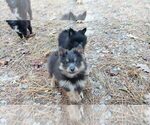 Small Photo #13 Pomeranian Puppy For Sale in DINWIDDIE, VA, USA