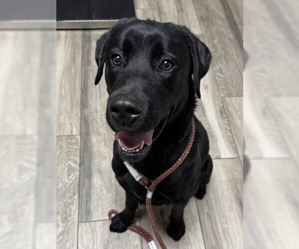 Medium Photo #1 Labrador Retriever Puppy For Sale in Redlands, CA, USA