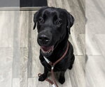 Small Labrador Retriever