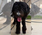 Small #3 Poodle (Standard) Mix