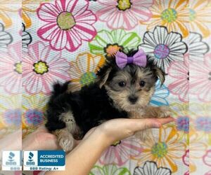 Morkie Puppy for sale in WINNSBORO, LA, USA