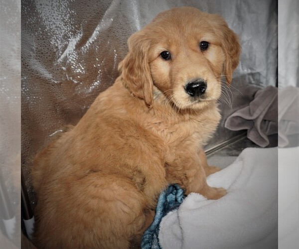 Medium Photo #1 Golden Retriever Puppy For Sale in LUBLIN, WI, USA