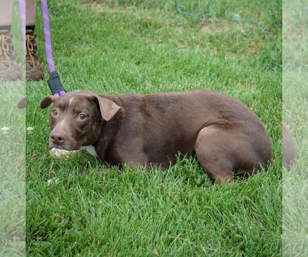 Medium Photo #3 Beagle-Chihuahua Mix Puppy For Sale in Huntley, IL, USA