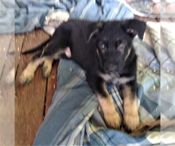 Medium Photo #5 German Shepherd Dog Puppy For Sale in RICHMOND, KY, USA