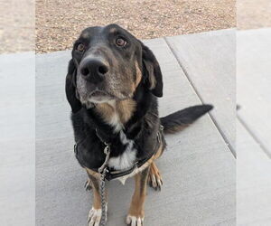 Australian Shepherd-Bloodhound Mix Dogs for adoption in Fort Collins, CO, USA