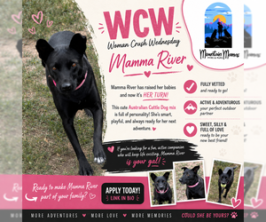 Borador Dogs for adoption in MIDWAY, UT, USA