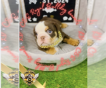Small Photo #1 English Bulldog Puppy For Sale in ATHENS, GA, USA