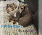 Small #7 Dachshund