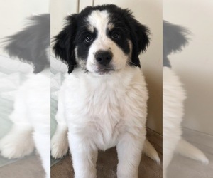 Great Bernese Puppy for sale in SCOTTSDALE, AZ, USA