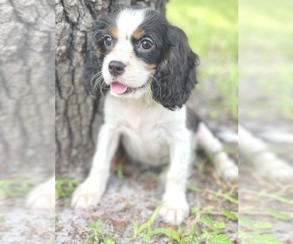 Medium Photo #2 Cavalier King Charles Spaniel Puppy For Sale in SAINT CLOUD, FL, USA