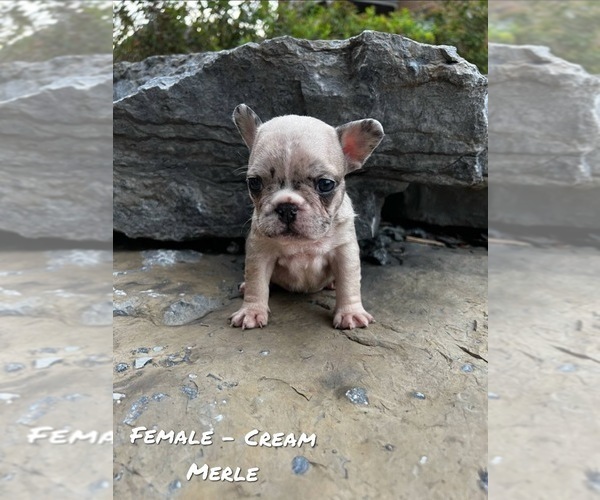Medium Photo #2 French Bulldog Puppy For Sale in North York, Ontario, Canada
