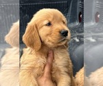 Small Photo #6 Golden Retriever Puppy For Sale in SAN DIEGO, CA, USA