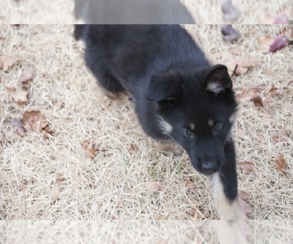 Medium Photo #6 German Shepherd Dog Puppy For Sale in NOBLE, OK, USA