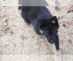 Small Photo #6 German Shepherd Dog Puppy For Sale in NOBLE, OK, USA