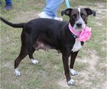 Small Lab-Pointer