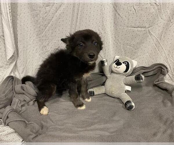 Medium Photo #1 Gerberian Shepsky Puppy For Sale in Modesto, CA, USA