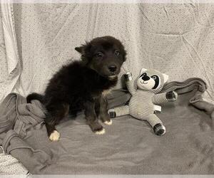 Gerberian Shepsky Dogs for adoption in Modesto, CA, USA