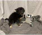 Small Gerberian Shepsky
