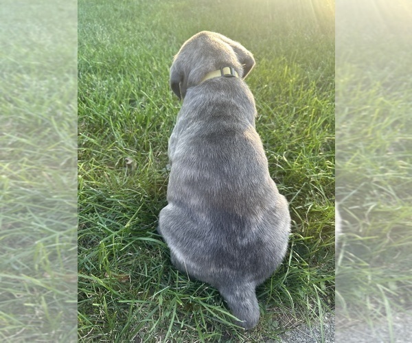 Medium Photo #7 Cane Corso Puppy For Sale in PALOS HEIGHTS, IL, USA