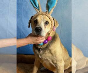 - Mix Dogs for adoption in Stratham, NH, USA