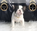 Small Photo #58 French Bulldog Puppy For Sale in WARSAW, IN, USA